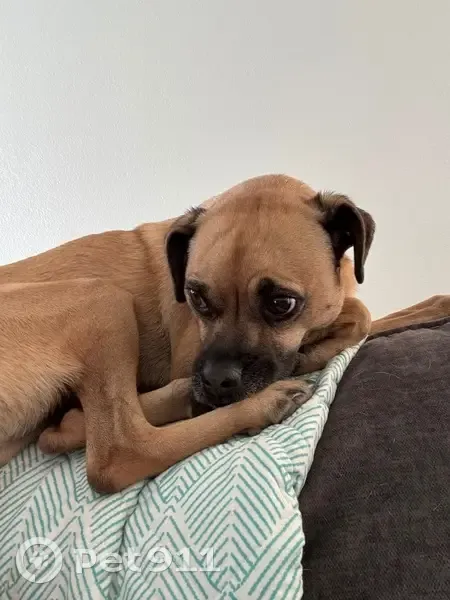 Lost Tan Chihuahua Mix in Glendale Area - photo