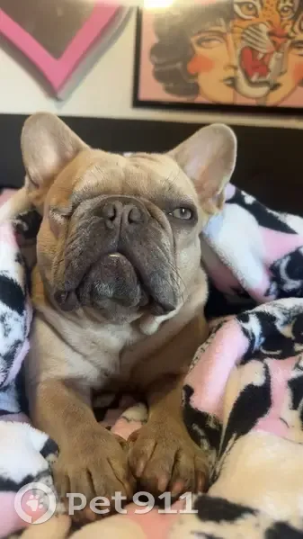 Lost Light Tan Frenchie, One-Eyed, Gibson - photo