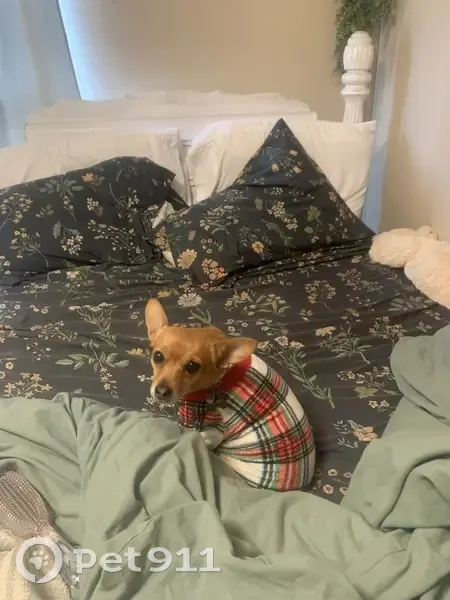 Lost Dog: Pink Collar, Indian Creek Rd - photo