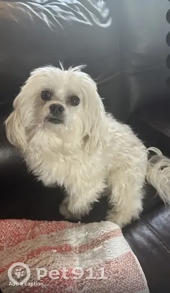 Friendly Maltese Lost on Brentwood Rd, NY - photo
