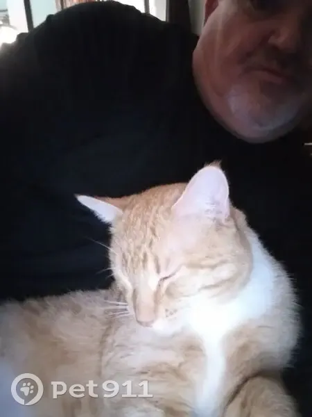 Lost Male Cat 'Skinny' in Belton, TX - photo