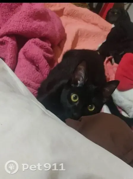 ¡Ayuda a encontrar a Cerberus, gato negro perdido! - photo