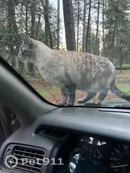 Lost Siamese/Tabby Cat Near CA-174 & Rattlesnake - photo