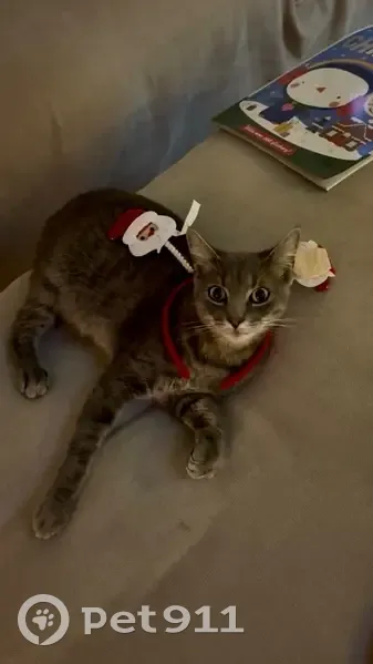 Lost Cat Alert: Black Rock St, Baytown - photo