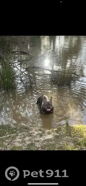 Lost Lilac Frenchie Zeek in Goulburn! - photo