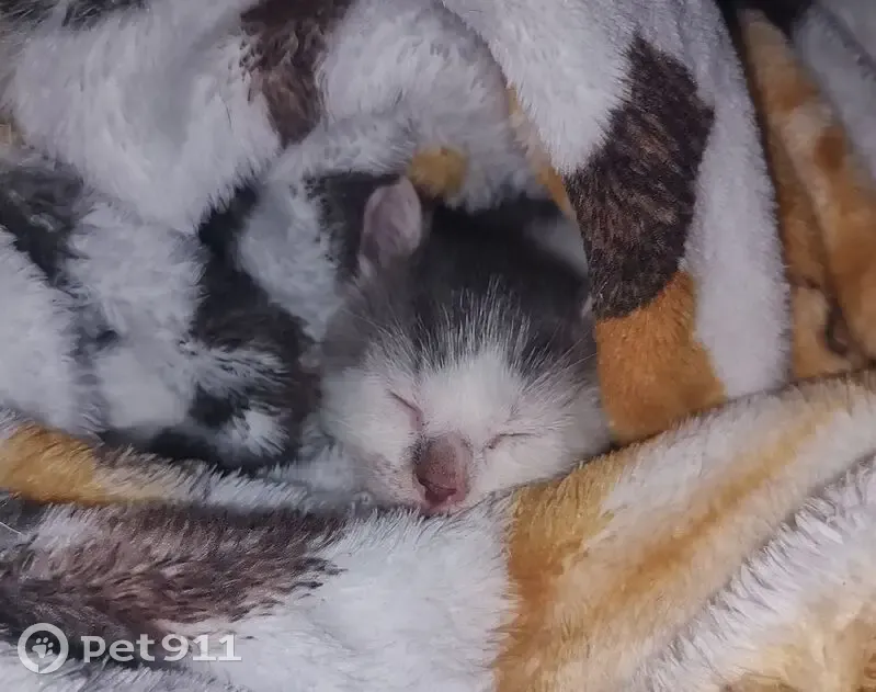 Lost Cats: Unique Siblings on Church St - photo