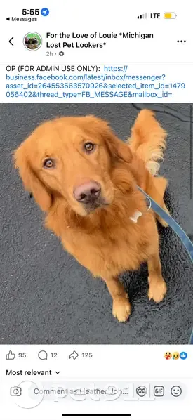 Lost Red Golden Retriever in Midland - photo