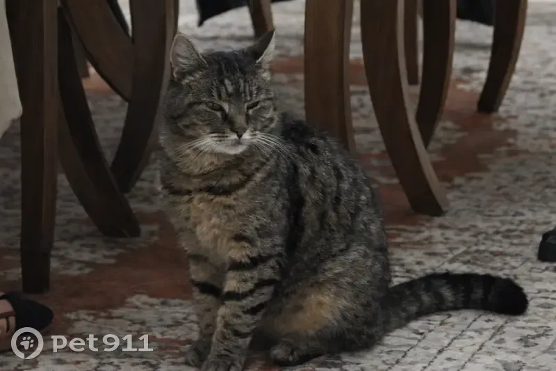 Chat tigré perdu à Villecresnes - photo