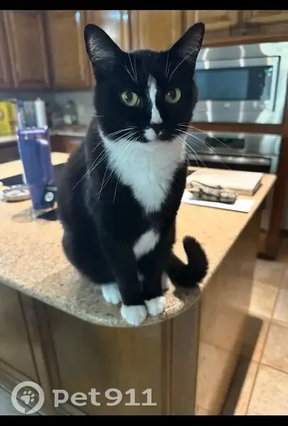 Lost Cat in Yukon: Needs Special Diet - photo