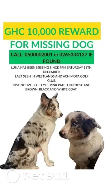 Lost Dog with AirTag: Help Us Find Her! - photo