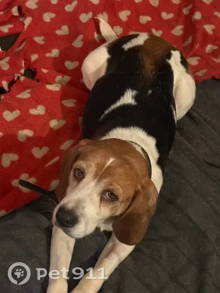 Chien perdu : Patoche, 8 ans, peureuse - photo