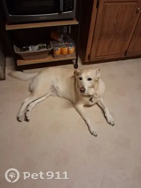 Lost Cream Lab Mix Near Dunnellon Rd - photo