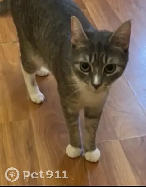 Lost Cat: Lavender Tabby on 88th Ave - photo