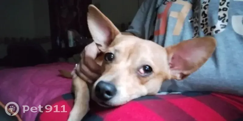 Lost Chiweenie: Red Fawn, Loves Peanut Butter - photo