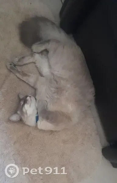 Gato desaparecido - photo