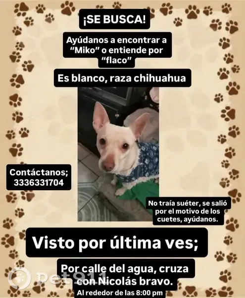 ¡Ayuda! Chihuahua Miko perdido en Zapopan - photo