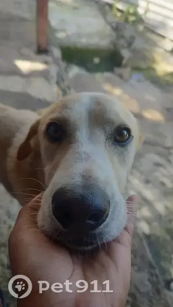 cachorro encontrada - photo