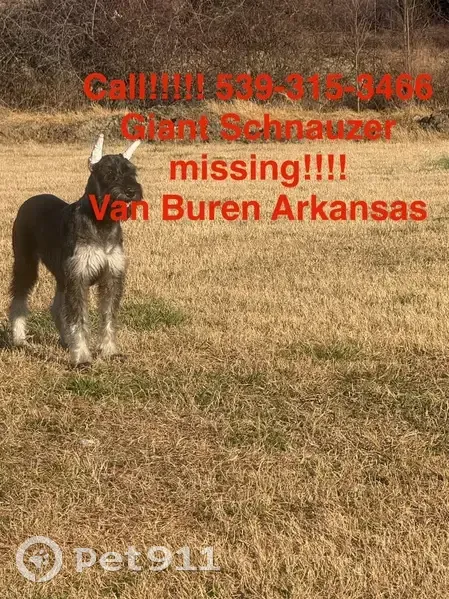 Missing: Grey Dog 'Pepper & Salt' - photo