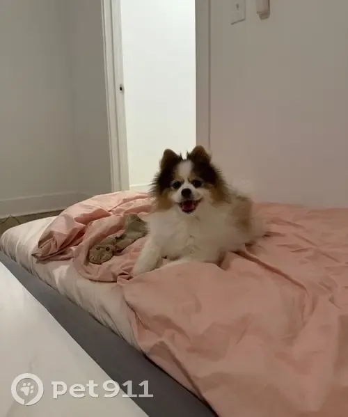 Help Find Fluffy Lost Dog in Las Vegas! - photo