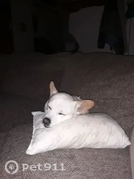 Lost: Elderly Golden Dog, Burghill Area - photo