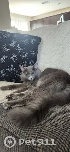 Lost Nebelung Cat: Fluffy & Skittish - photo