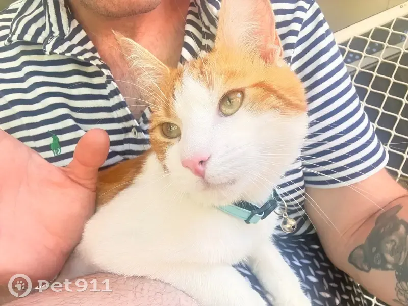 Lost Cat: Loving & Well-Behaved, Logan - photo