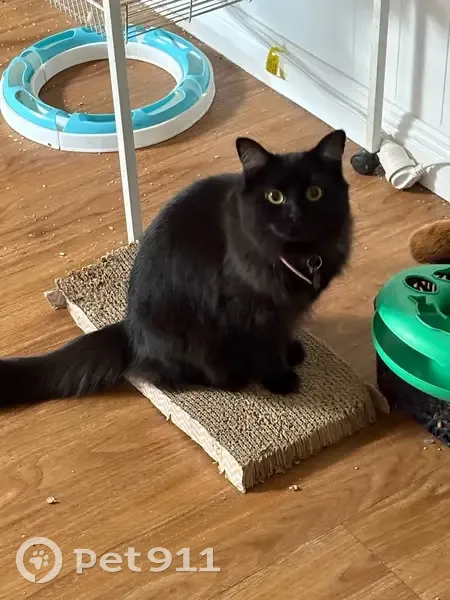 Lost: Shy Black Cat Luna in Ipswich - photo