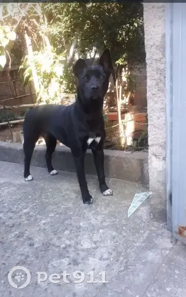 cachorro desaparecida - photo