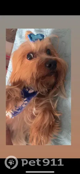 cachorro desaparecida - photo