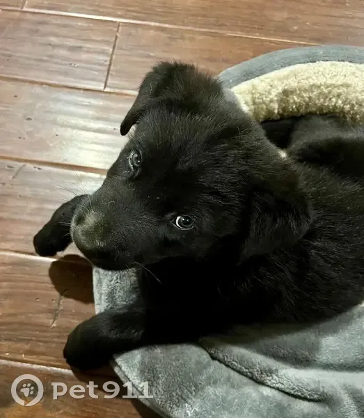Lost Lab Mix Puppy: Help Us Find Him! - photo