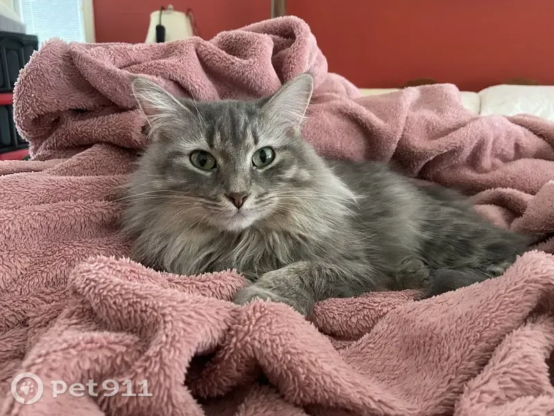 Lost Grey Cat: 87th Ave, Crete Area - photo