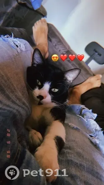 Gato desaparecido - photo