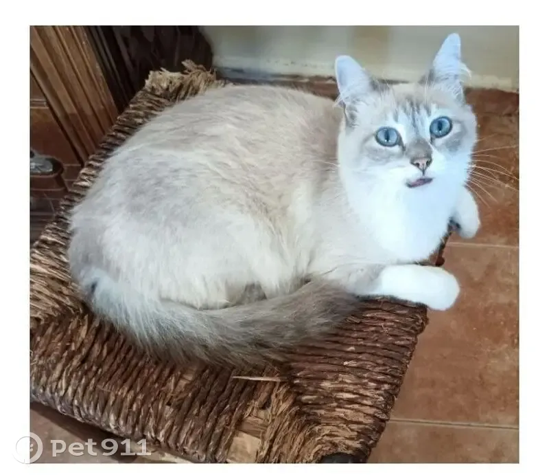 Gata Perdida: Cariñosa y Necesita Compañía - photo