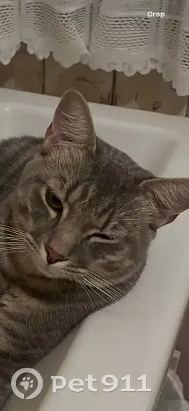 Lost Grey Tabby Cat in Ipswich Area - photo