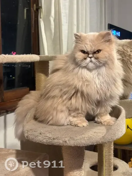 Gato Perdido en Av. José Mesa y López, Canarias - photo