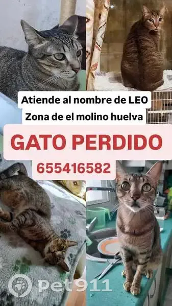 Gato Europeo Perdido en Huelva: Atigrado y Sociable - photo