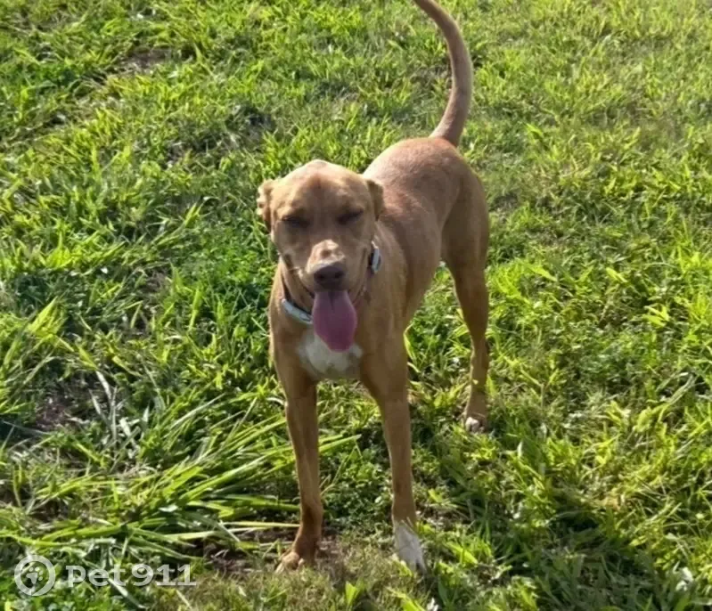 Lost Red Catahoula: Help Bring Her Home! - photo