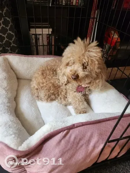 Lost Dog Near 63rd & Alice Ave - Help! - photo