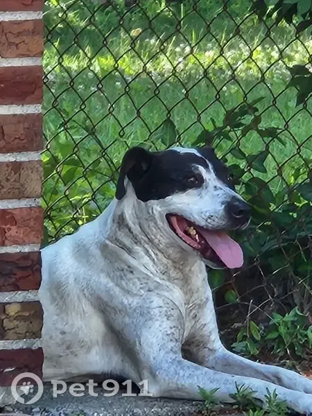 Lost Dog: White & Black English Pointer - photo
