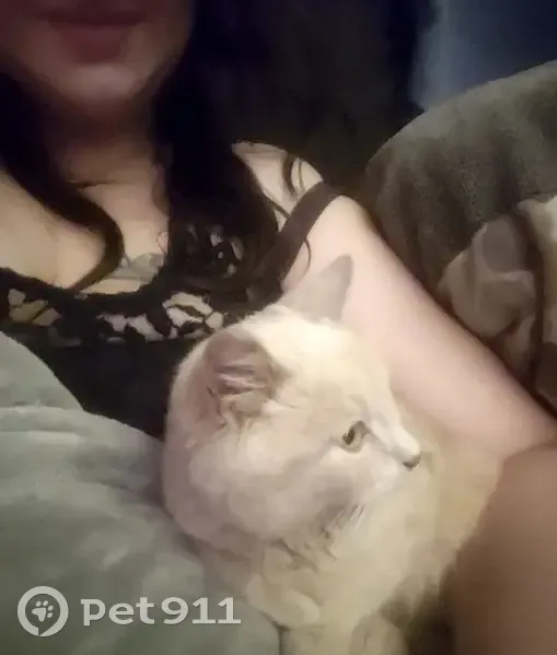 Lost Neutered Tabby on East Main St - photo