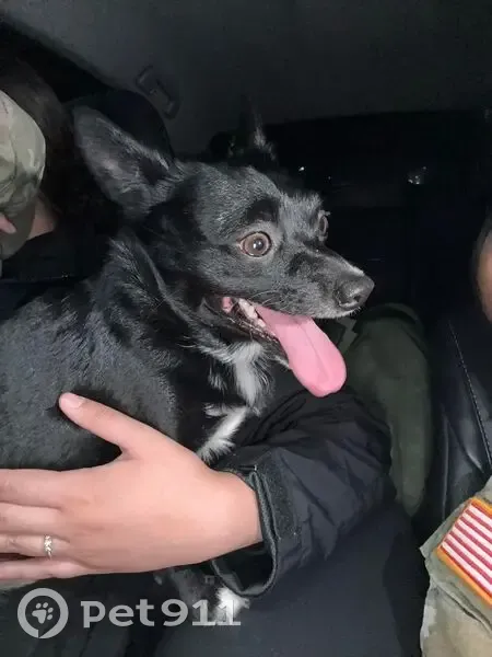 Lost Chihuahua/Terrier on Clear Creek - photo