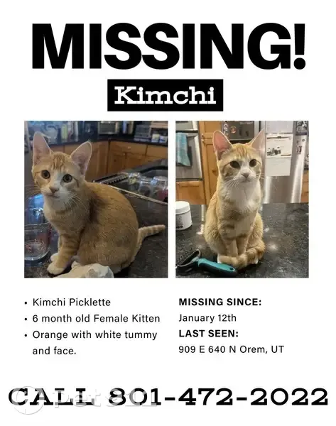 Lost: Orange Tabby Kimchi in Orem - photo