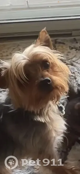 Lost 9-Year-Old Yorkie in Las Vegas - photo