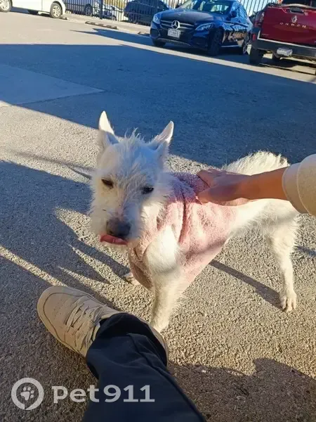 Perro Blanco Peludito Encontrado en Juárez - photo