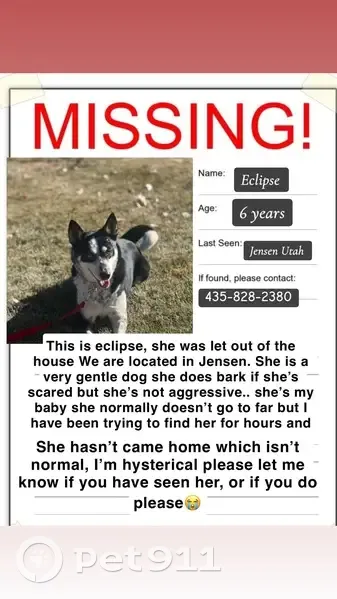 Lost Dog: Unique Eyes, Appaloosa Road - photo