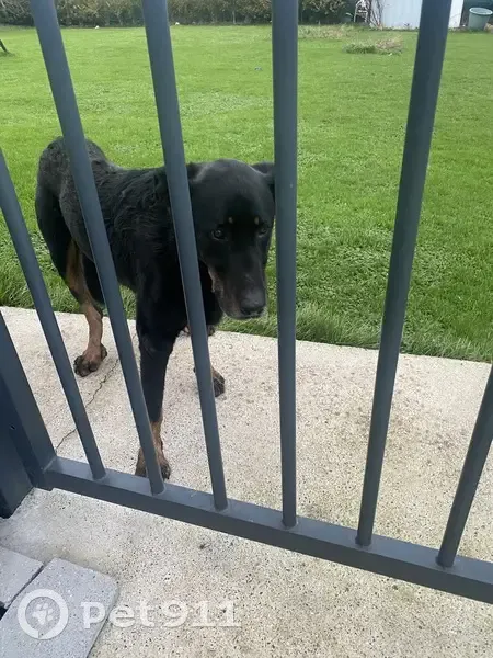 Chien trouvé avec difficultés à marcher, Bully - photo