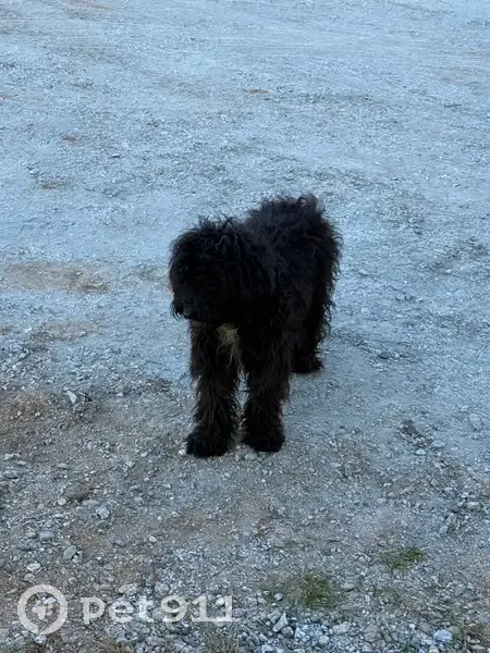 Sweet Labradoodle Mix Found in SC - photo