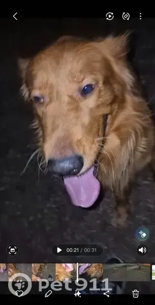 Perro Grande Tipo Golden Hallado en Mexicali - photo