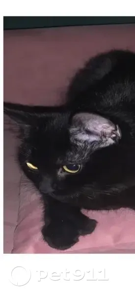 Lost Black Cat with Mitten Paws in Tabernacle - photo