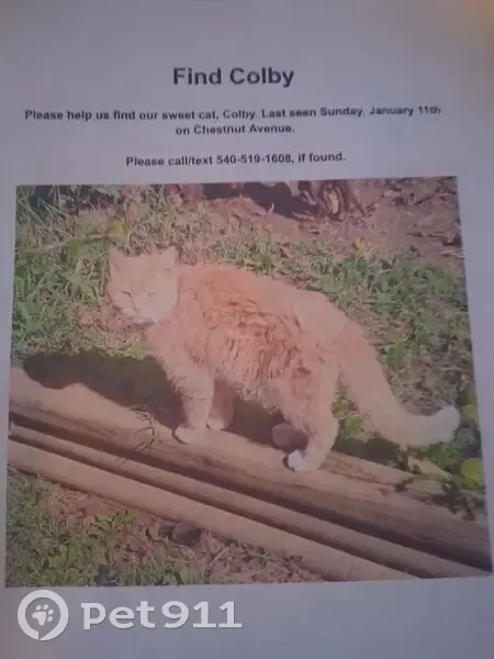 Lost 15-Year-Old Yellow Cat in Waynesboro - photo